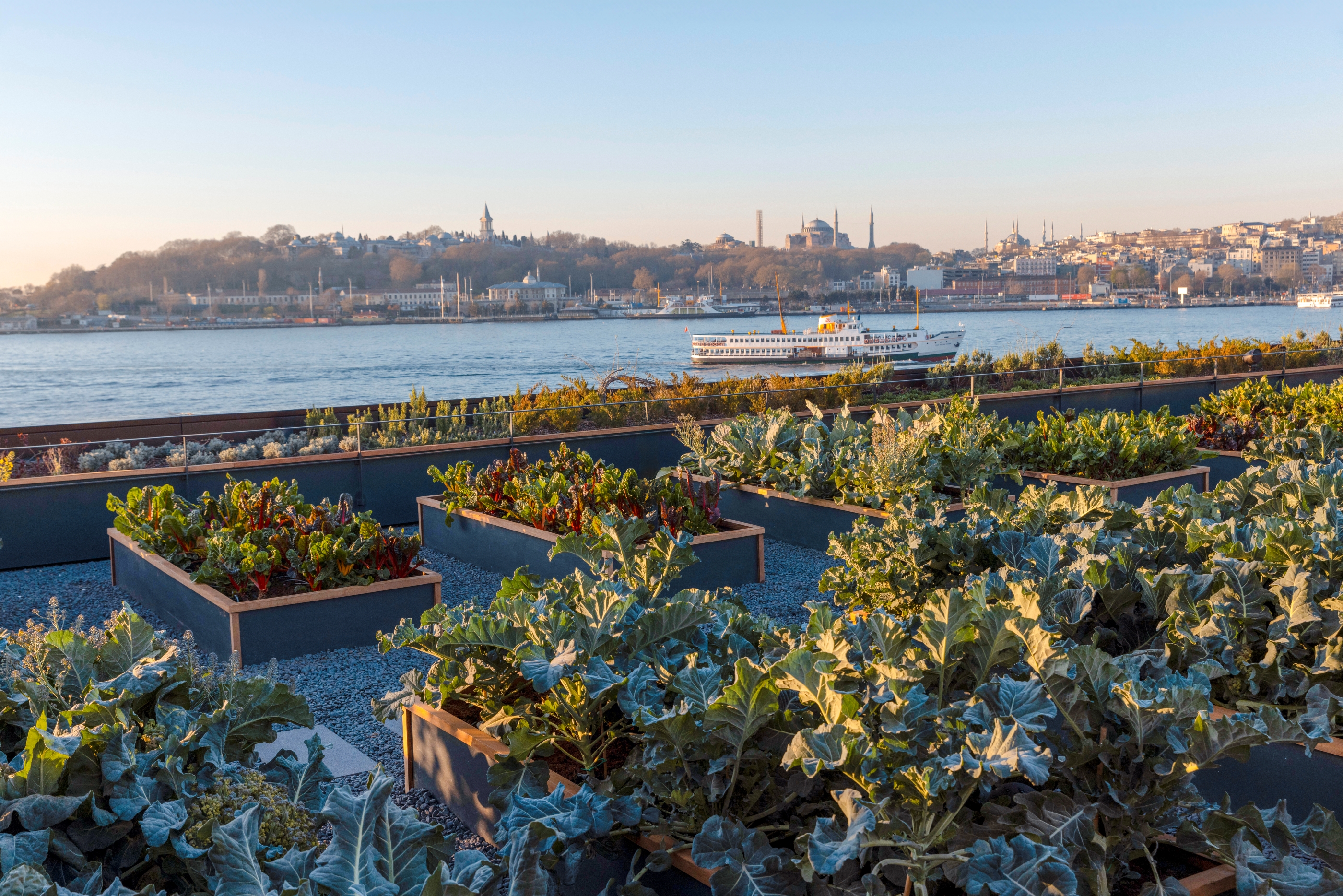 hands planting sedum module green roof