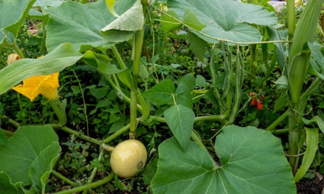 A wide-angle shot of a row of 'Butternut', 'Acorn', and 'Spaghetti' squash plants completely covered with lightweight, translucent row covers. The image is taken on a sunny day, showcasing the row covers stretched tightly over the plants and secured to the ground. The background includes a well-maintained garden setting.