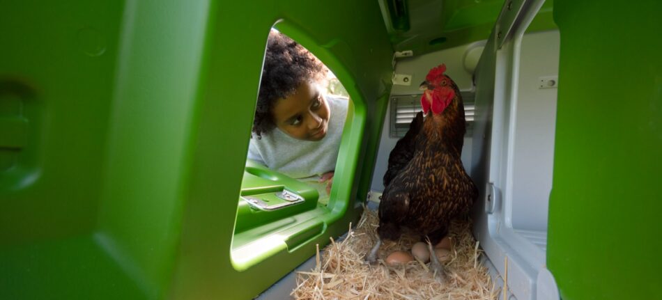 Child collecting eggs from a heritage breed hen