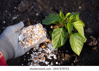 Crushed eggshells scattered around pepper plants