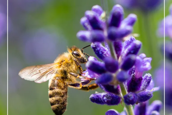 Bees and blossoms in sharp focus, soft background.