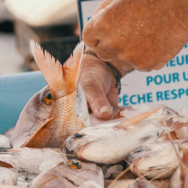 Oyster Farm Tours in Cancale, Brittany, France