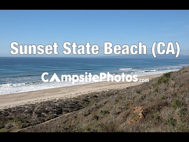 California Quail foraging near a campsite with greenery in the background.
