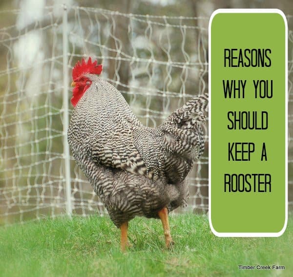 Backyard Chickens: Natural Egg-Cellence for a H...
