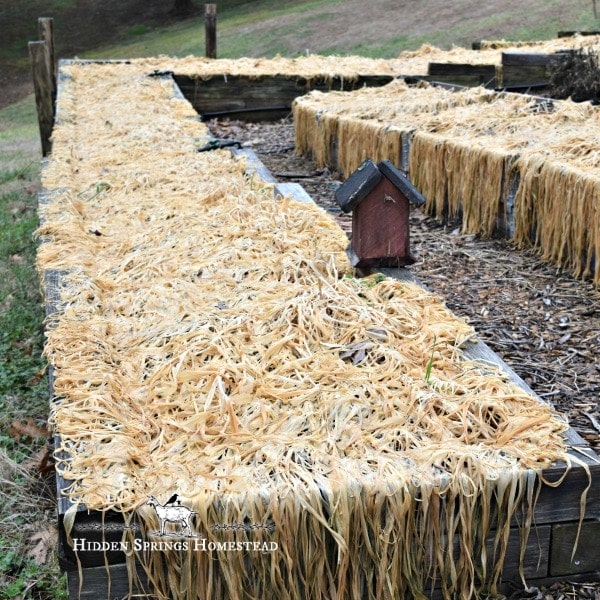 Homesteaders planting cover crops