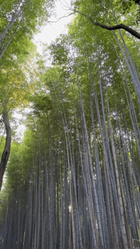 A vertical shot of the Arashiyama Bamboo Grove, emphasizing the height of the bamboo stalks and the dappled sunlight