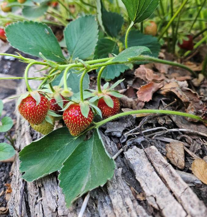 Strawberries growing in a Hugelkultur Bed