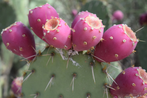A close-up shot of a vibrant cholla bud stew with visible steam.