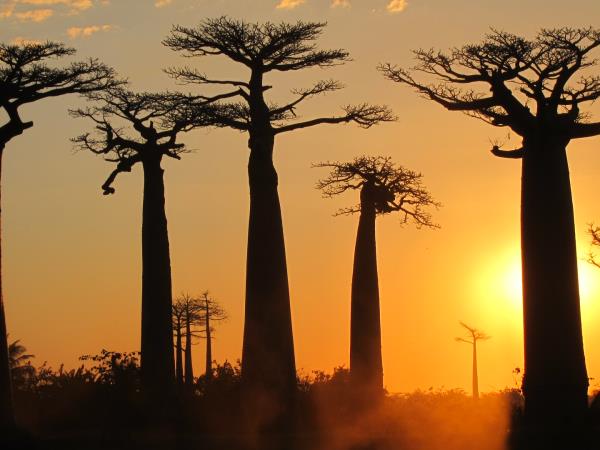 Acropora Coral in Nosy Sakatia