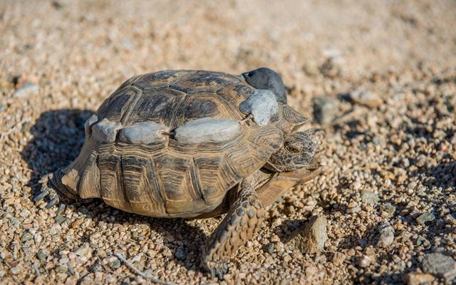 Researcher tagging a desert tortoise in the Mojave Desert