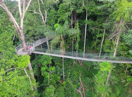 Guiana Shield Rainforest