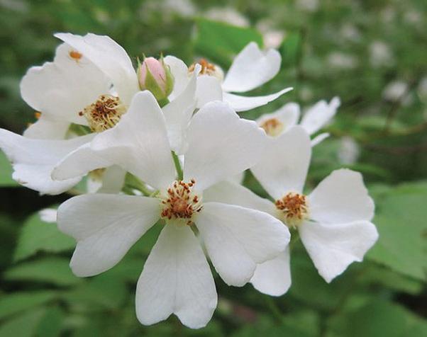 Spicebush flower close-up early spring