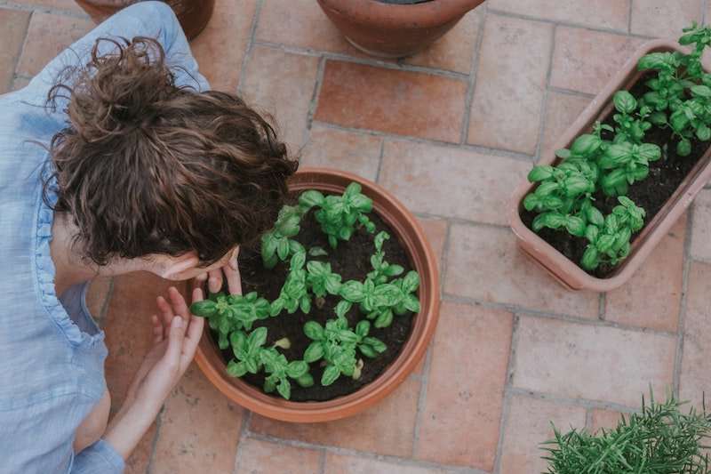 Cultivating Calm: Design Your Own Wellbeing Garden