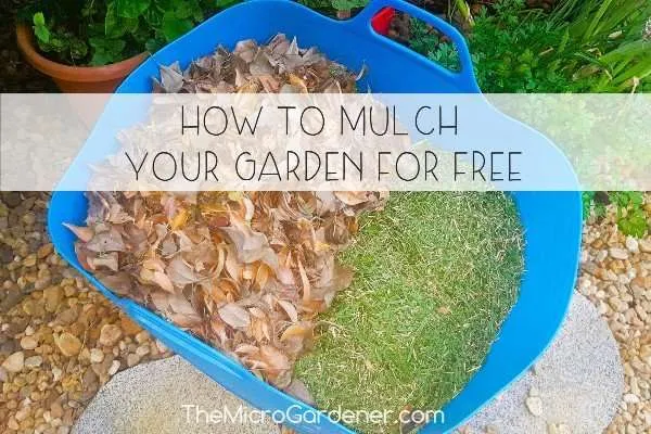 sheet mulch garden layering materials compost