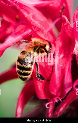 Hummingbird hovering near a Campsis radicans flower