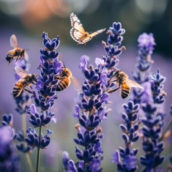 A close-up of lavender flowers with bees and butterflies, showing a diverse range of pollinators attracted to a single plant