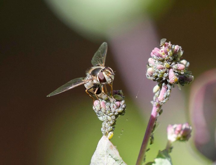 From Bare to Buzzing: Transforming Your Homeste...