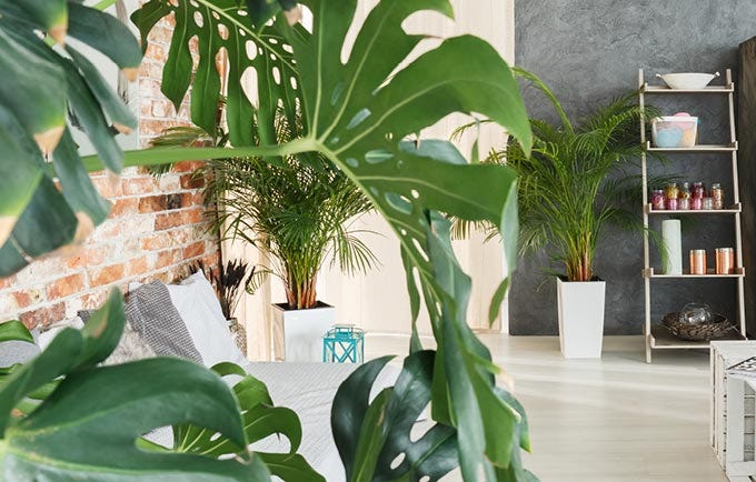 Grow Your Online Plant Business with AI-Powered...