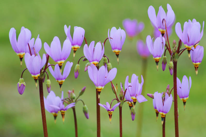 Unlock Your Garden's Potential: Build a Pollina...