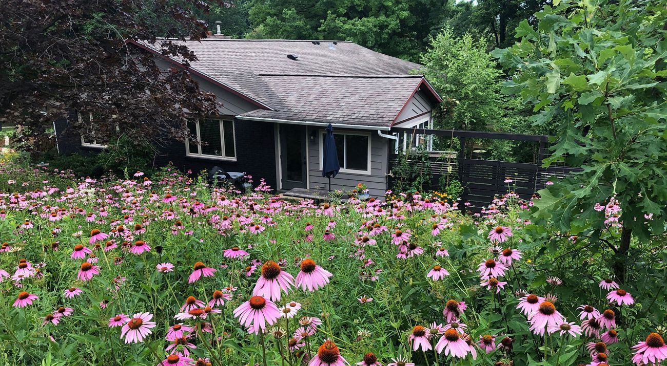 Creating a Buzz: How to Attract Native Pollinat...