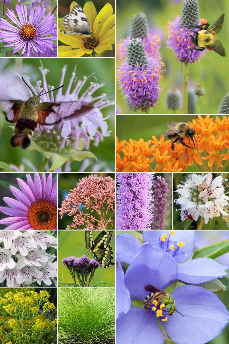 Welcome Wildlife: Turn Your Backyard into a Thr...