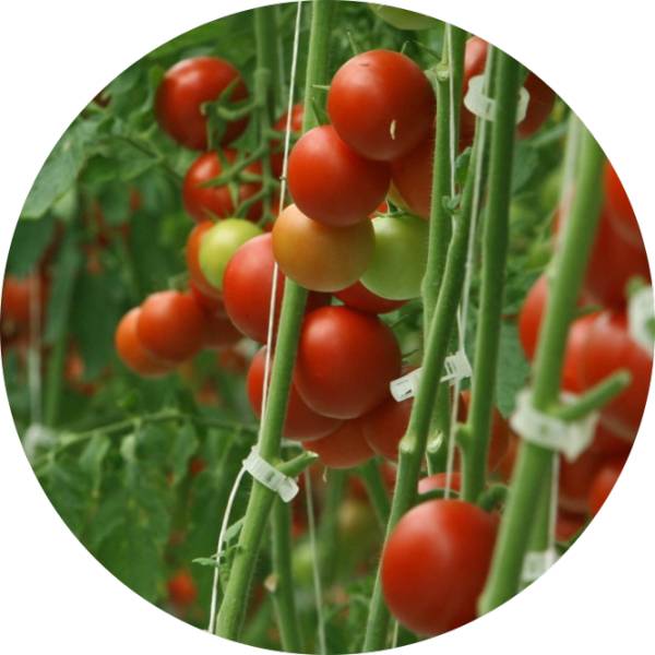 Close-up shot of sowing tomato seed in egg carton