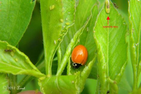Ladybug larva feasting on aphids close-up