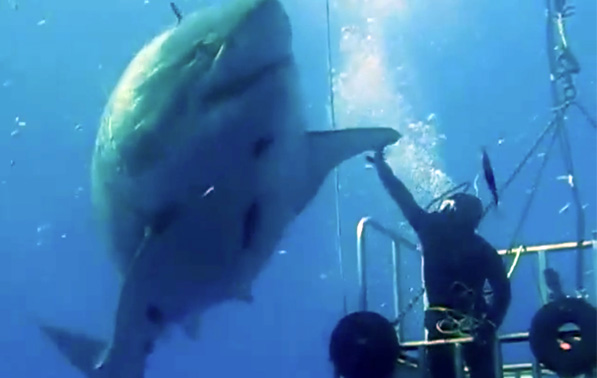A freediver swimming near a great white shark in the clear waters of Guadalupe Island. The shark is at a respectful distance, emphasizing the diver's adherence to ethical guidelines and prioritizing safety for both the diver and the shark.