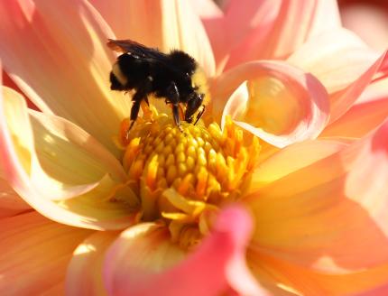 close-up bumble