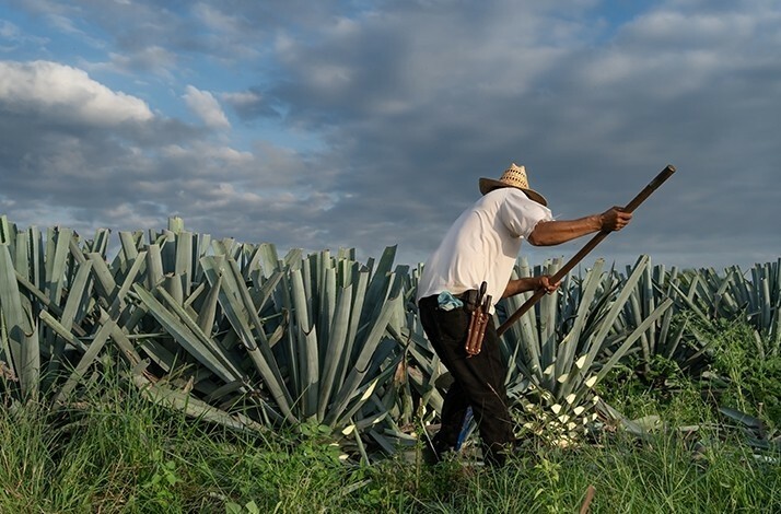 An agave field in the Oaxacan countryside under a bright, sunny sky, capturing the vastness of the landscape and the texture of the agave plants.