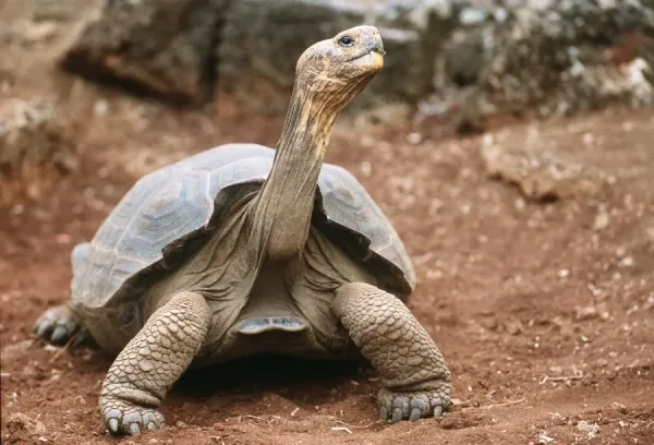 Bartolomé Island volcanic landscapes