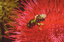 vibrant backyard ecosystem wildlife thriving