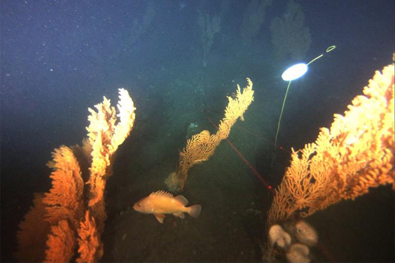 A deep-sea coral reef captured by an ROV