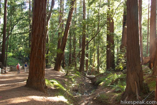 Riley hiking in the redwood forest near Pfeiffer Falls Trail