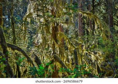 Close-up shot of moss-covered tree in the Hoh Rainforest, Olympic National Park