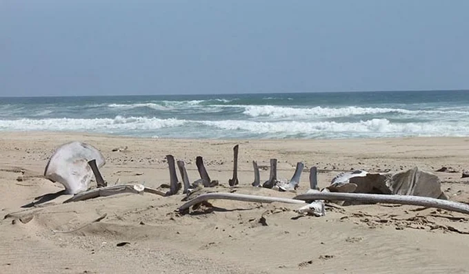 Skeleton Coast Landscape