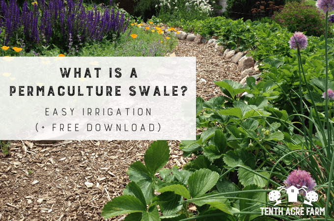 Tap Into Nature's Reservoir: A DIY Rainwater Ha...