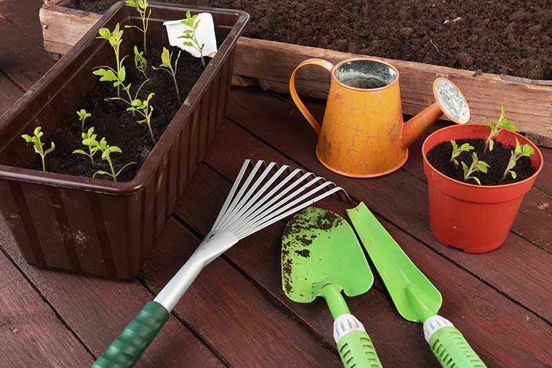 Close-up photos easy grow edible plants