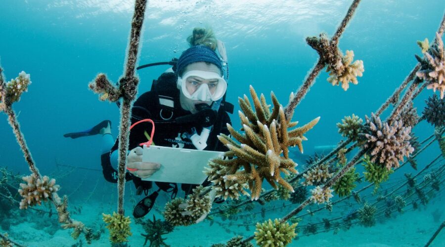 A wide-angle shot of a snorkeler swimming alongside a massive whale shark, illustrating the size difference. Golden hour lighting. The shot includes more than one snorkeler to emphasize a shared experience.