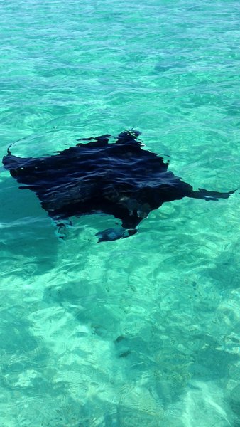 # Four Seasons Bora Bora: A Marine Biologist's Eco...