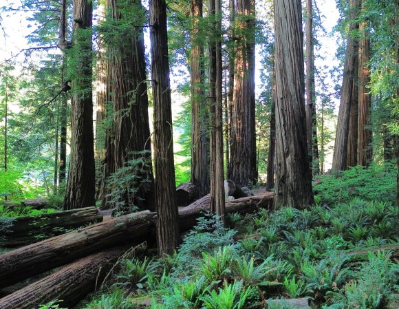photo of campsites