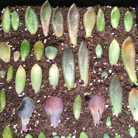 The propagation tray with Graptopetalum leaves placed on a windowsill or under a grow light. The leaves are casting a soft shadow, and the background shows a blurred view of a garden.