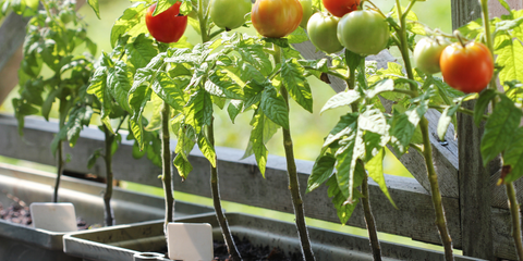 From Balcony to Bounty: Edible Container Garden...
