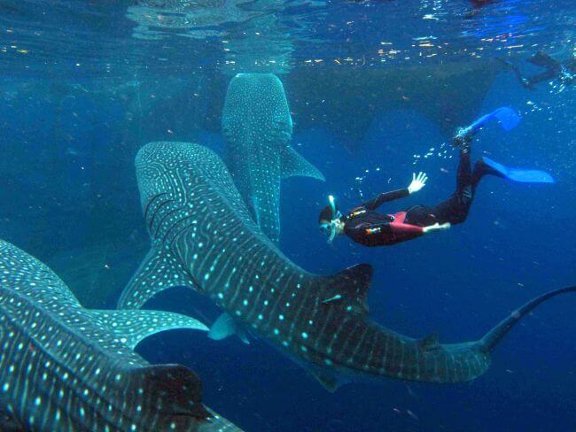 Whale Shark in Isla Mujeres