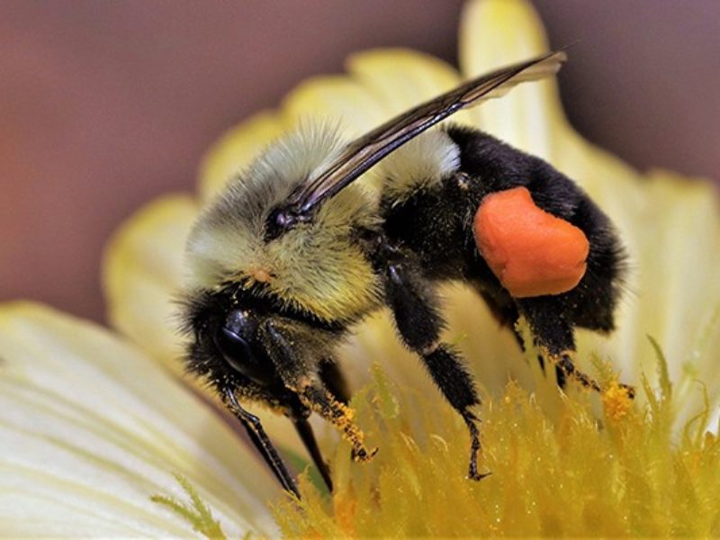 Beyond Flowers: Create a Thriving Pollinator Ha...