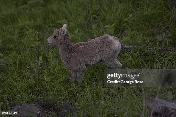 Johnston Canyon Icewalk in October. Frozen waterfalls and autumn colours create a stunning landscape. #BanffNationalPark #JohnstonCanyon #Icewalk #WaterfallPhotography #Alberta