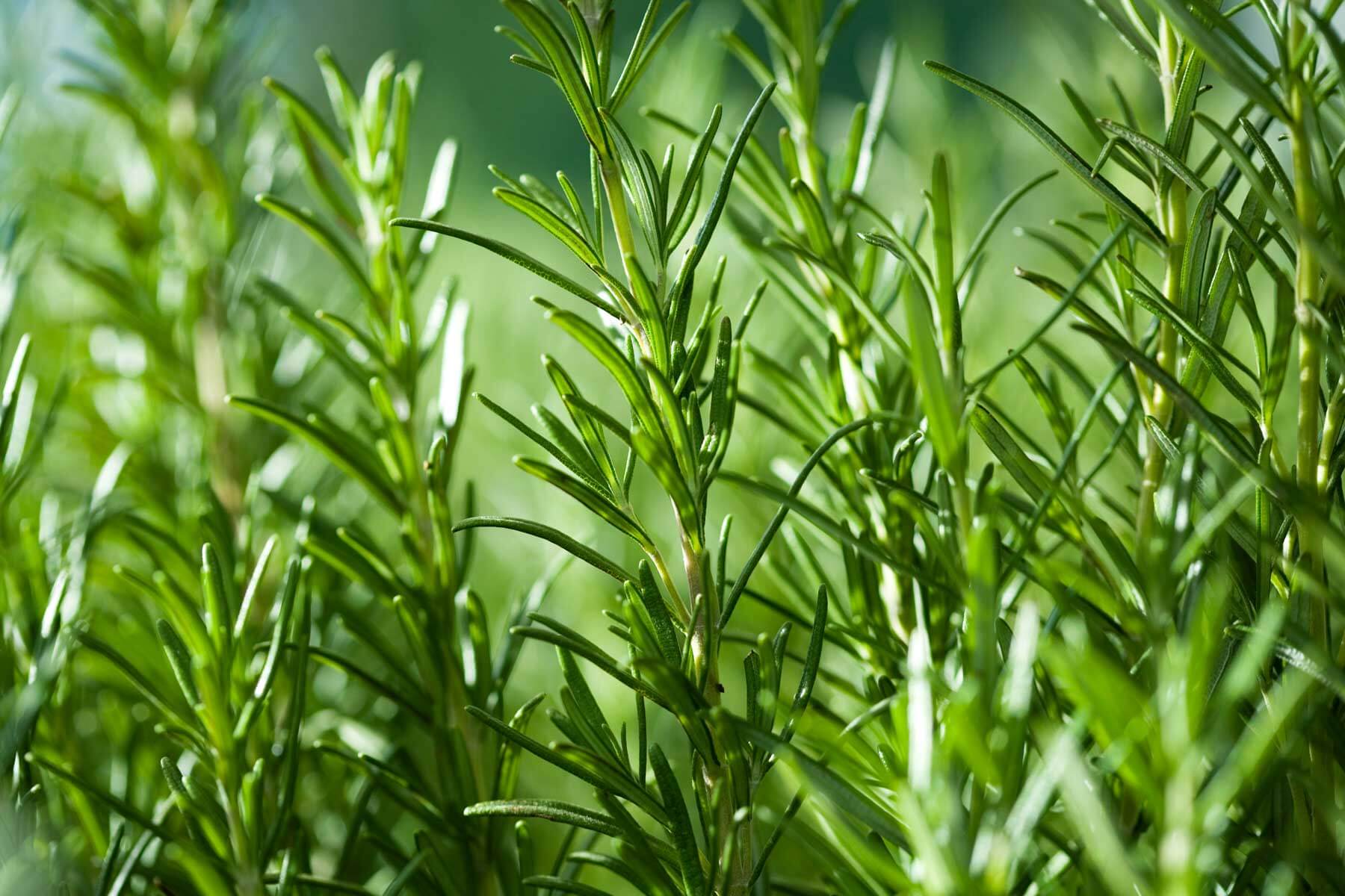 gloved hands harvesting rosemary bush sunlight
