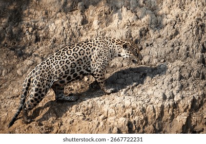 # Pantanal Ablaze: Photographing Resilience in Bra...