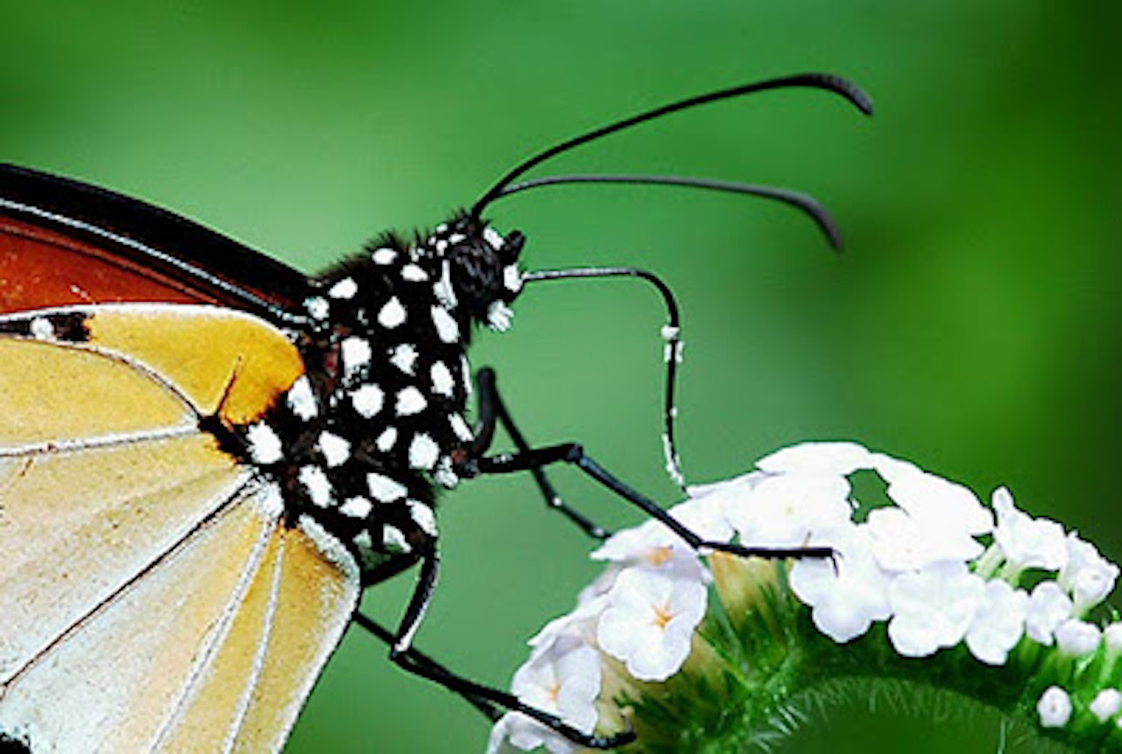 gardener inspects plant beneficial insects close-up
