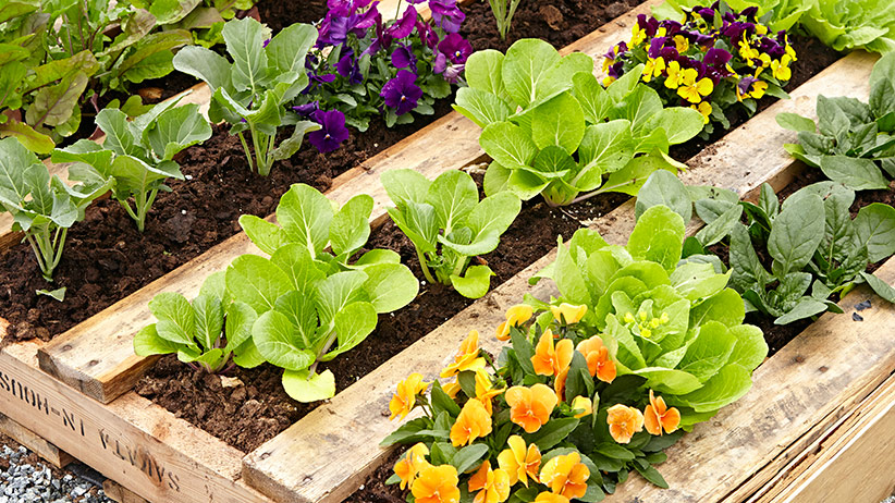 Thriving plants in a finished raised garden bed.